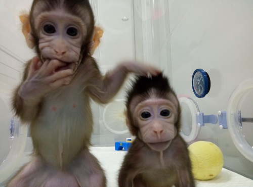 中科院神经科学研究所团队突破体细胞克隆猴的世界难题