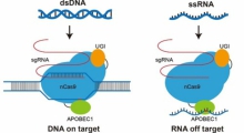 《自然》发表中科院脑科学与智能技术卓越创新中心关于基因编辑技术RNA脱靶及其优化的研究成果