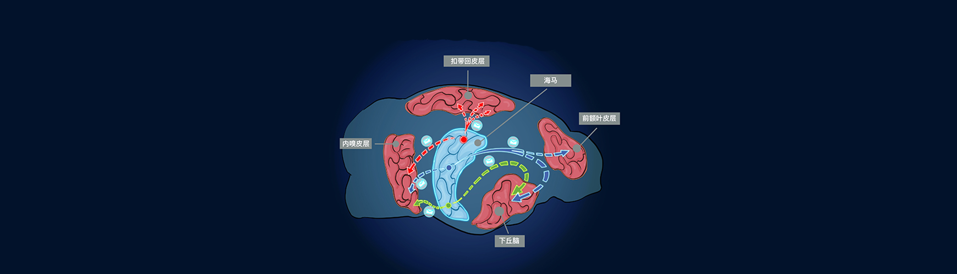 中国科学院脑智卓越中心解析小鼠海马单神经元全脑投射规律