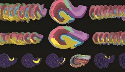徐春组揭示海马脑区结构与细胞类型的进化规律